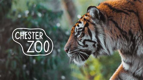 Chester Zoo: Een Oase van Dierenwonderen en Onvergetelijke Belevingen!