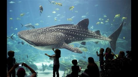 De Georgia Aquarium: Een Waterwereld Vol Wonder en Ontdekking!