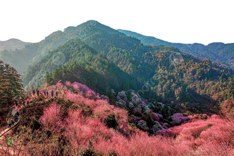 De Meihua Mountain: Bloeiende schoonheid en een mystieke sfeer!