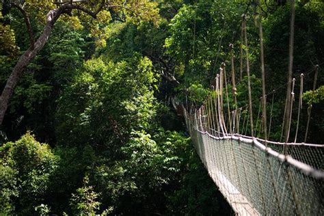  De Taman Negara: Een oerwoud vol mysterie en avontuur!