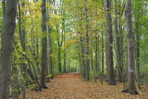 Het Honghaihe Natuurbos: Een Roze Spectakel voor Uw Ogen!