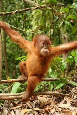 Het Taman Nasional Gunung Leuser: Ontdek De Magie Van Regenwouden En Orang-Utans!